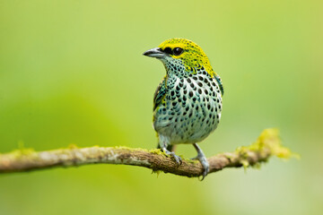 The speckled tanager (Ixothraupis guttata) is a medium-sized passerine bird. It is a resident breeder in Costa Rica, Panama, Trinidad, Venezuela, Colombia, Guyana