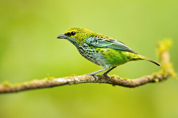 The speckled tanager (Ixothraupis guttata) is a medium-sized passerine bird. It is a resident breeder in Costa Rica, Panama, Trinidad, Venezuela, Colombia, Guyana