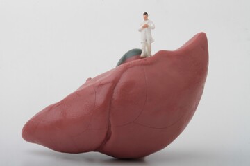 miniature figurine of a doctor with an human liver