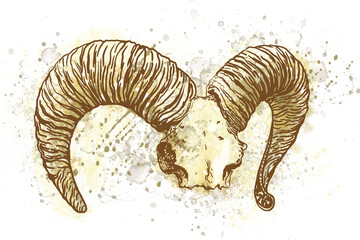 Sheep skull. Graphic illustration.
