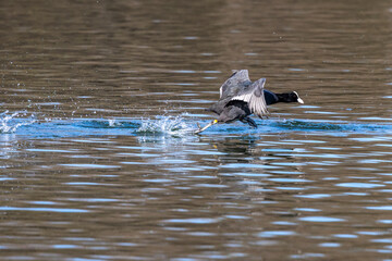 The Eurasian coot, Fulica atra swimming on the Kleinhesseloher Lake at Munich, Germany