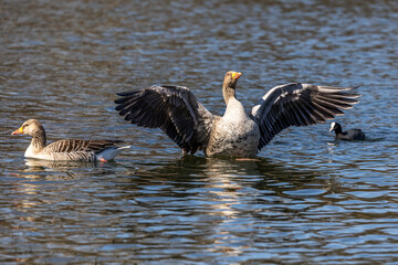 The greylag goose, Anser anser is a species of large goose