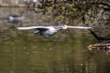 The bar-headed goose, Anser indicus flying over a lake in English Garden in Munich