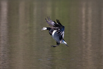 Barnacle goose, Branta leucopsis flying over a lake near Munich in Germany.