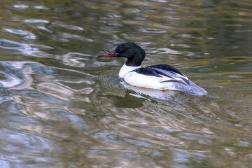 Common Merganser, Goosander, Mergus merganser, swimming on the Kleinhesseloher Lake at Munich, Germany