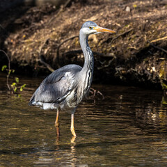 Fototapeta premium Grey heron, Ardea cinerea, a massive gray bird wading through a flat lake searching for fish