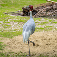 Sarus crane, Grus antigone also known as Indian sarus crane