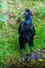 Abyssinian northern Ground Hornbill, Bucorvus abyssinicus strange bird