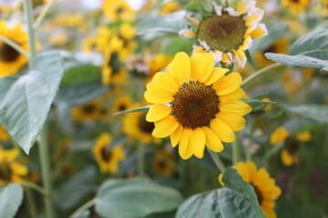 Photo of sunflower in the flower garden