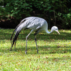 The Blue Crane, Grus paradisea, is an endangered bird