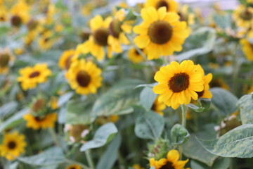 Photo of sunflower in the flower garden