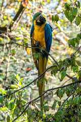 The Blue-and-yellow Macaw, Ara ararauna is a large South American parrot