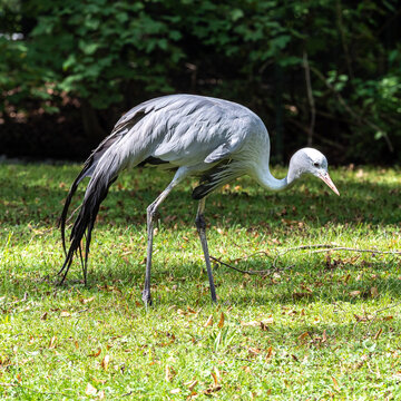 The Blue Crane, Grus paradisea, is an endangered bird