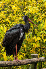 Black stork, Ciconia nigra in a german nature park