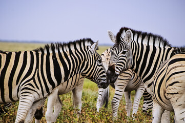 Two Zebras greeting on the african savana on a rainy day
