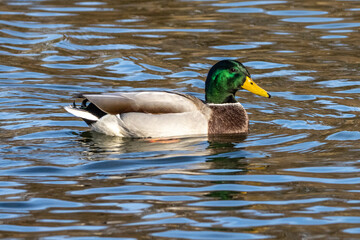 Wild duck or mallard, Anas platyrhynchos swimming in a lake