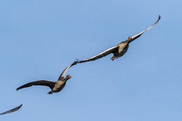 The flying greylag goose, Anser anser is a species of large goose