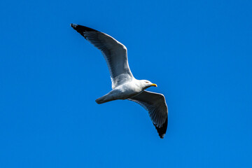 The European Herring Gull, Larus argentatus is a large gull