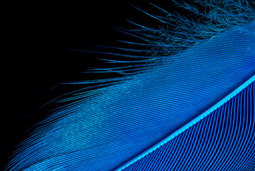 Close up of blue feather on black background
