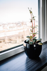 Decorative plant in a window. Blue pot green plant. Decoration in an apartment. Indoor plant