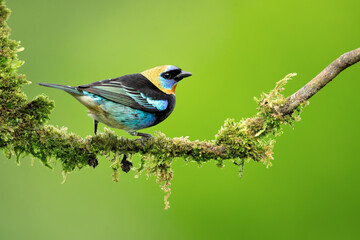 golden-hooded tanager (Stilpnia larvata) is a medium-sized passerine bird. This tanager is a resident breeder from southern Mexico south to western Ecuador. 