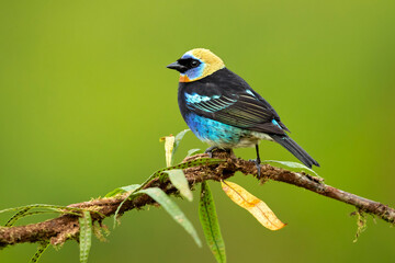 golden-hooded tanager (Stilpnia larvata) is a medium-sized passerine bird. This tanager is a resident breeder from southern Mexico south to western Ecuador. 