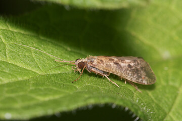 The caddisflies are a group of insects with aquatic larvae 