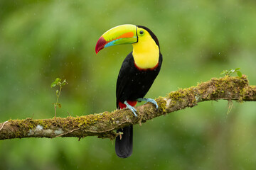 keel-billed toucan (Ramphastos sulfuratus), also known as sulfur-breasted toucan or rainbow-billed...