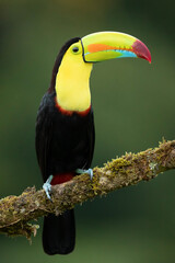keel-billed toucan (Ramphastos sulfuratus), also known as sulfur-breasted toucan or rainbow-billed toucan, is a colorful Latin American member of the toucan family. It is the national bird of Belize