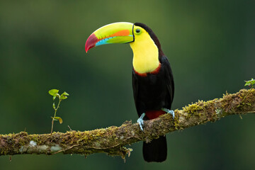 Le toucan à carène (Ramphastos sulfuratus), également connu sous le nom de toucan à poitrine de soufre ou toucan à bec arc-en-ciel, est un membre coloré d& 39 Amérique latine de la famille des toucans. C& 39 est l& 39 oiseau national du Belize