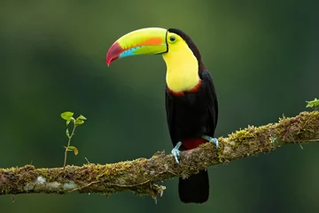 Foto op Plexiglas Toekan kiel-gefactureerde toekan (Ramphastos sulfuratus), ook bekend als zwavel-breasted toekan of regenboog-gefactureerde toekan, is een kleurrijk Latijns-Amerikaans lid van de toekanfamilie. Het is de nationale vogel van Belize
