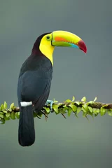 Poster kiel-billed toekan (Ramphastos sulfuratus), ook bekend als zwavel-breasted toekan of regenboog-gefactureerde toekan, is een kleurrijk Latijns-Amerikaans lid van de toekanfamilie. Het is de nationale vogel van Belize © Milan