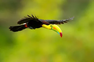 Papier Peint photo Toucan Le toucan à carène (Ramphastos sulfuratus), également connu sous le nom de toucan à poitrine soufrée ou toucan à bec arc-en-ciel, est un membre coloré d& 39 Amérique latine de la famille des toucans. C& 39 est l& 39 oiseau national du Belize