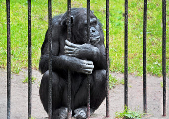 Sad chimpanzee behind a steel grid in zoo in europe
