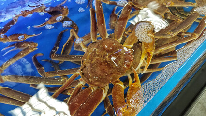 blue crab in market