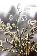 Willow twigs on   window in   vase