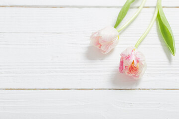 two   tulips on white wooden background