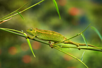 Chameleon from Uganda in Africa. Coarse Chameleon, Trioceros rudis, Rwenzori NP in Uganda. Green chameleon on the tree in forest, Uganda wildlife.