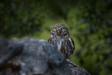 Little Owl, Athene noctua, bird in old roof tile ruin. Urban wildlife with bird with yellow eyes, Bulgaria. Wildlife scene from nature. Animal behavior in urban habitat, hidden owl.