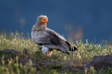 Egyptian vulture, Neophron percnopterus, big bird of prey sitting on the stone in nature habitat, Madzarovo, Bulgaria, Eastern Rhodopes. White vulture with yellow bill. Bird of prey in the wild nature