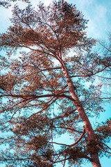 trees and sky