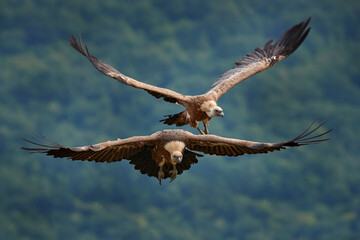 Griffon Vulture, Gyps fulvus, big birds of prey sitting on rocky mountain, nature habitat, Madzarovo, Bulgaria, Eastern Rhodopes. Wildlife from Balkan. Wildlife scene from nature. Blue flower on rock.