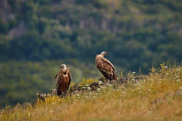Griffon Vulture, Gyps fulvus, big birds of prey sitting on rocky mountain, nature habitat, Madzarovo, Bulgaria, Eastern Rhodopes. Wildlife from Balkan. Wildlife scene from nature. Blue flower on rock.