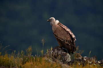 Griffon Vulture, Gyps fulvus, big birds of prey sitting on rocky mountain, nature habitat, Madzarovo, Bulgaria, Eastern Rhodopes. Wildlife from Balkan. Wildlife scene from nature. Blue flower on rock.