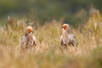 Egyptian vulture, Neophron percnopterus, big bird of prey sitting on the stone in nature habitat, Madzarovo, Bulgaria, Eastern Rhodopes. White vulture with yellow bill. Bird of prey in the wild nature