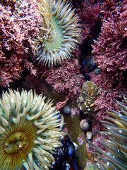 Sea anemones