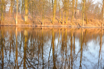 Trees reflecting in water in early spring in the evening near Chopin birth Place in Poland, Europe