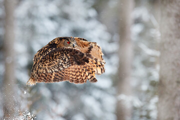Winter wildlife. Flying Eurasian Eagle owl with open wings with snowflakes in snowy forest during cold winter. Wildlife scene from Germany in Europe. Big owl in the nature habitat.