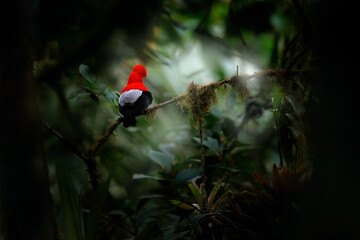 Cock-of-The-Rock, Rupicola peruvianus, red bird with fan-shaped crest perched on branch in its...