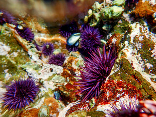 Naklejka na ściany i meble Sea urchins while tidepooling